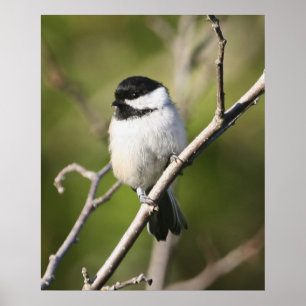 Pôster Chickadee de Blackcapped