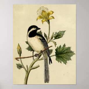 Pôster Chickadee de cauda longa