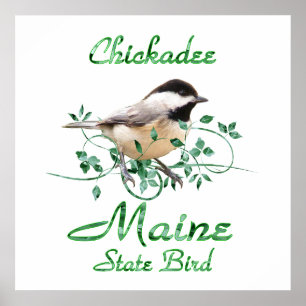 Pôster Chickadee Maine State Bird