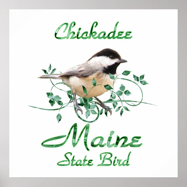 Pôster Chickadee Maine State Bird (Frente)