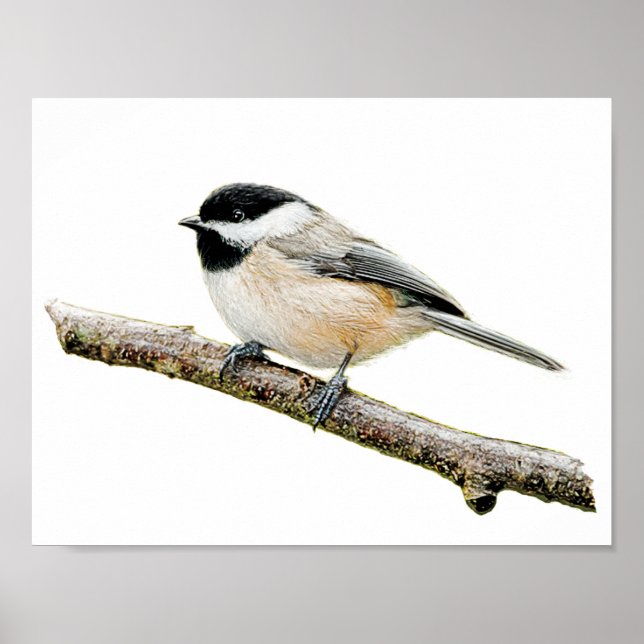 Pôster Chickadee na Ramificação (Frente)