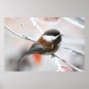 Poster Chickadee no inverno