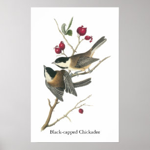 Poster Chickadee Preto-tampado, John Audubon