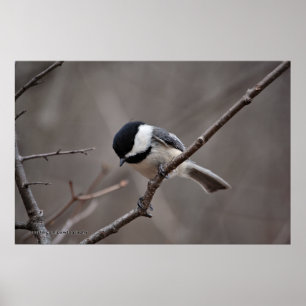 Poster Chickadee tampado preto