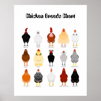 Poster chicken breeds chart