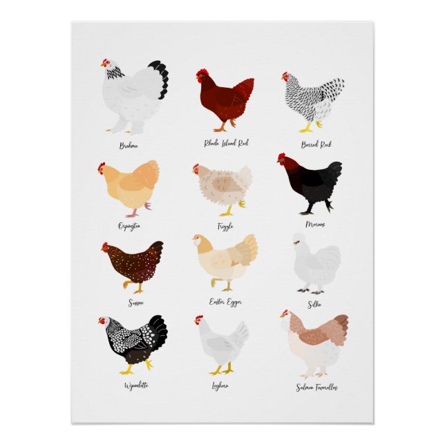 Pôster chicken breeds chart (Frente)