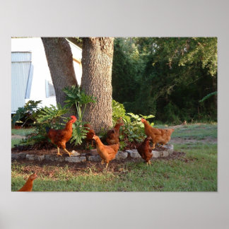 Poster Chicken Chant