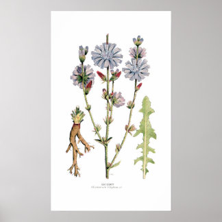 Poster Chicória