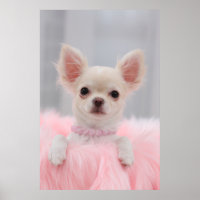 Chihuahua A Rosa