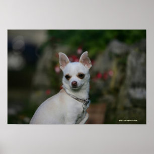 Pôster Chihuahua branca
