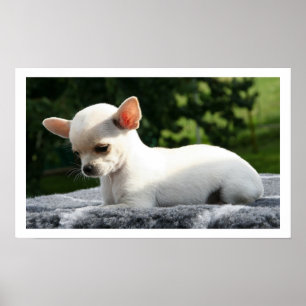 Poster Chihuahua branco deitado em sol