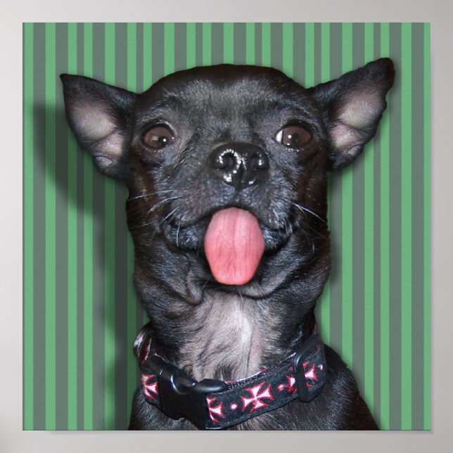 Poster Chihuahua Dog Tongue (Frente)