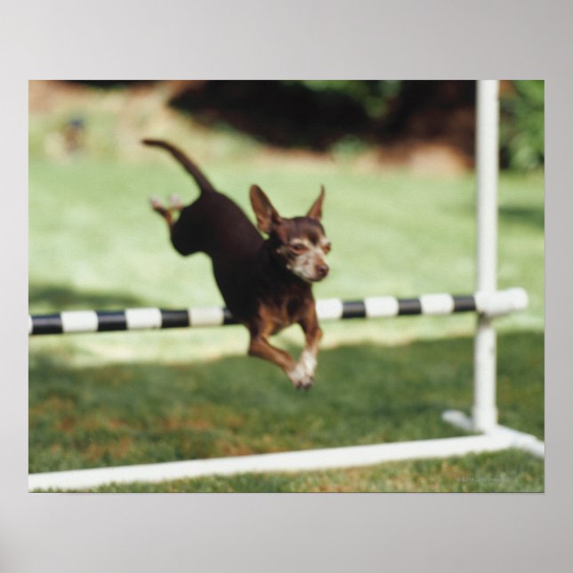 Pôster Chihuahua Jumping Hurdle (Frente)