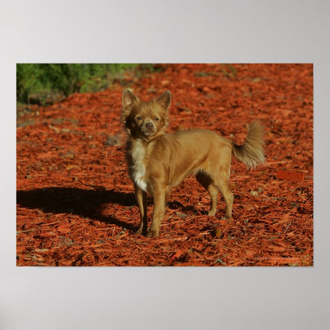 Poster Chihuahua olhando para a câmera (Frente)