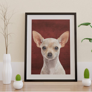 Pôster Chihuahua Poster