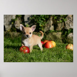 Poster Chihuahua Puppy com Maçãs