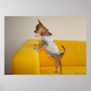 Poster Chihuahua Puppy Com Sofá Amarelo