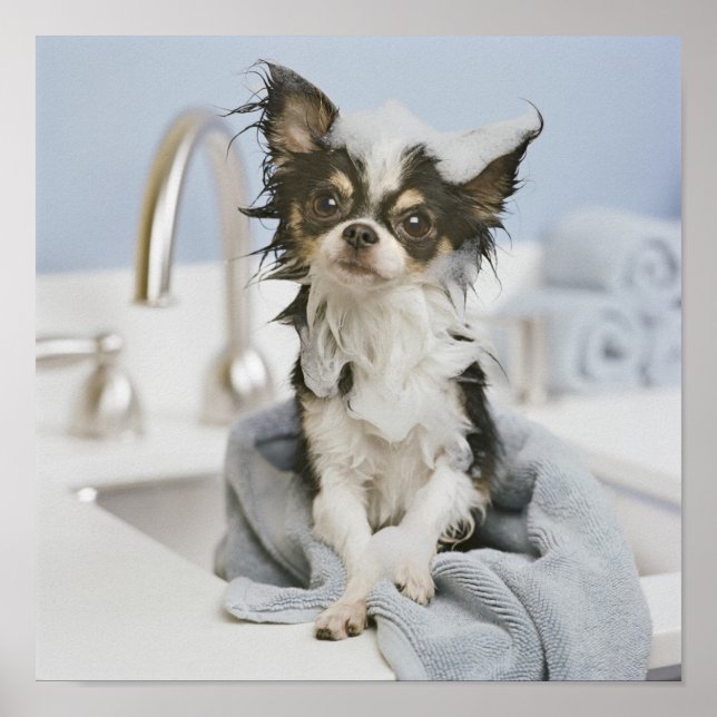 Pôster Chihuahua Puppy Envolvido Em Uma Toalha (Frente)
