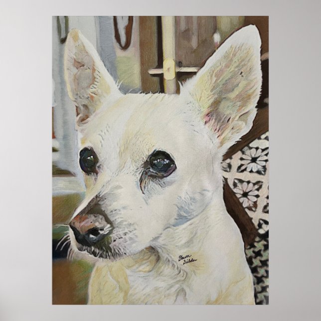 Poster Chihuahua Rat Terrier (Frente)