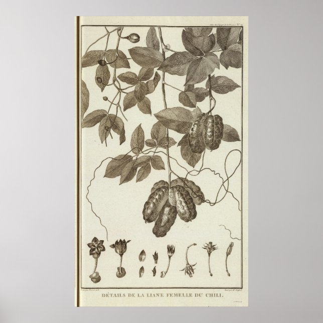 Poster Chile 3 (Frente)