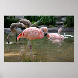 Poster Chilena Flamingo