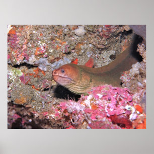 Poster Chill Eel