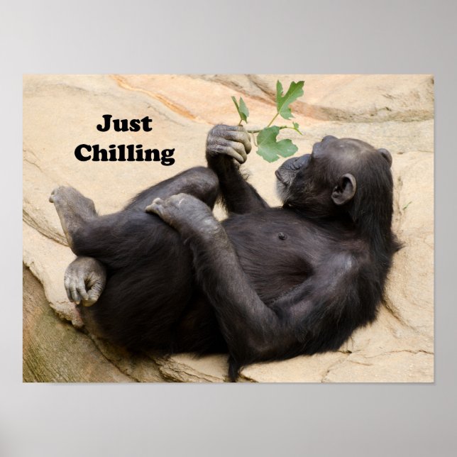 Poster Chimp apenas resfriando (Frente)
