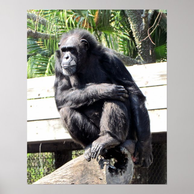 Poster Chimpanzé (Frente)