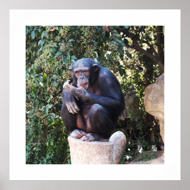 Pôster Chimpanzé (Frente)