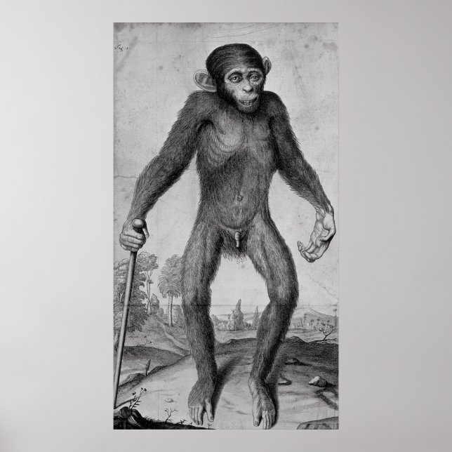 Poster Chimpanzé, 1699 (Frente)