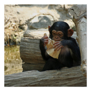 Pôster Chimpanzé_2015_0101