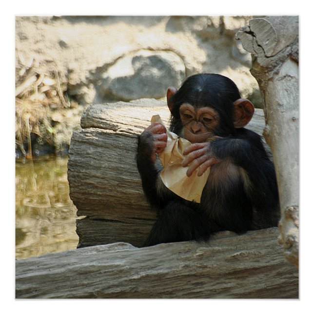 Pôster Chimpanzé_2015_0101 (Frente)
