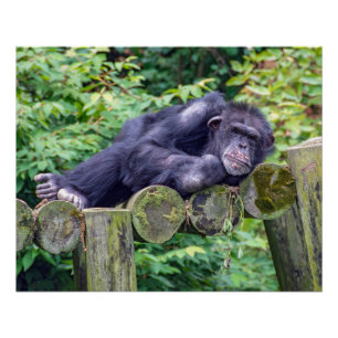 Pôster Chimpanzé Adormecido numa Plataforma de Tronco