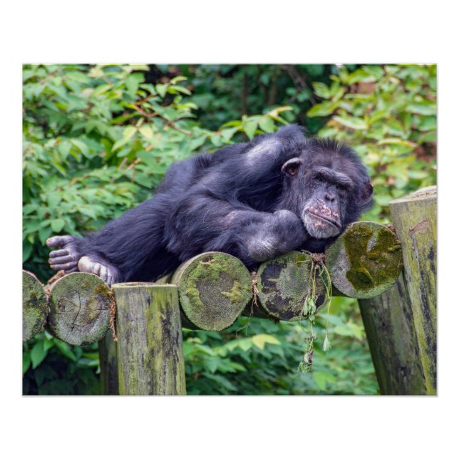 Pôster Chimpanzé Adormecido numa Plataforma de Tronco (Frente)