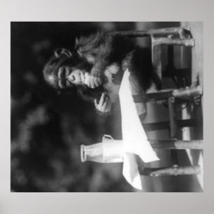 Pôster Chimpanzé assentado na mesa no jardim zoológico