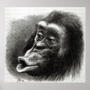 Pôster Chimpanzé decepcionado e Sulky