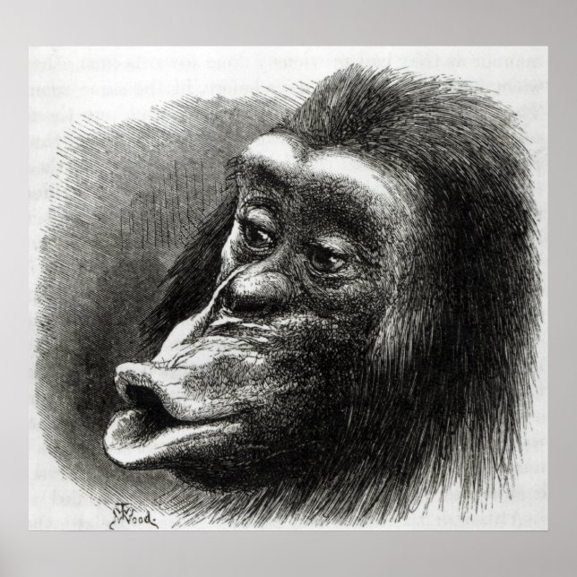 Pôster Chimpanzé Desapontado e Sulky (Frente)