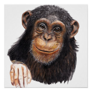 Pôster Chimpanzé Encantador