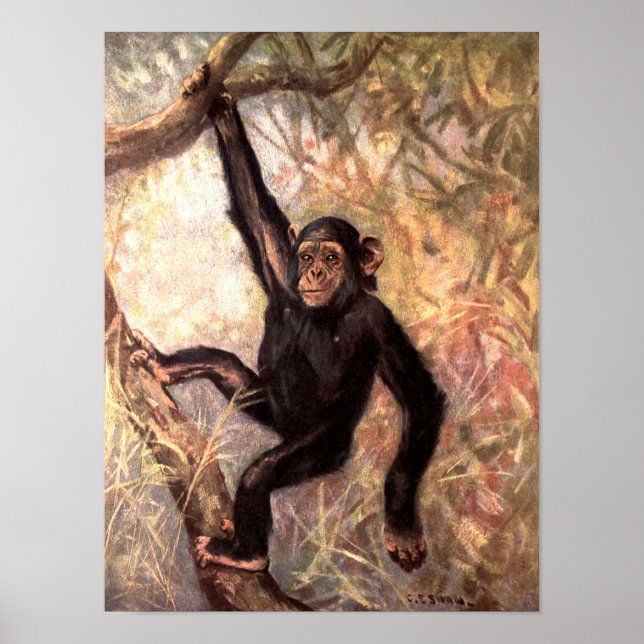 Poster Chimpanzé Macaco por Swan CE, Animais Selvagens Vi (Frente)