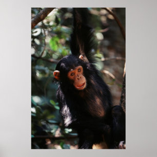 Poster Chimpanzé novo que pendura na floresta