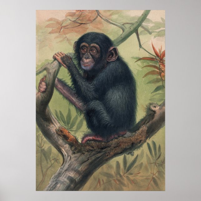 Poster Chimpanzé por Joseph Wolf (Frente)