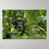 Chimpanzee Hidden Amongst Vegetation