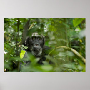 Poster Chimpanzee Hidden Amongst Vegetation