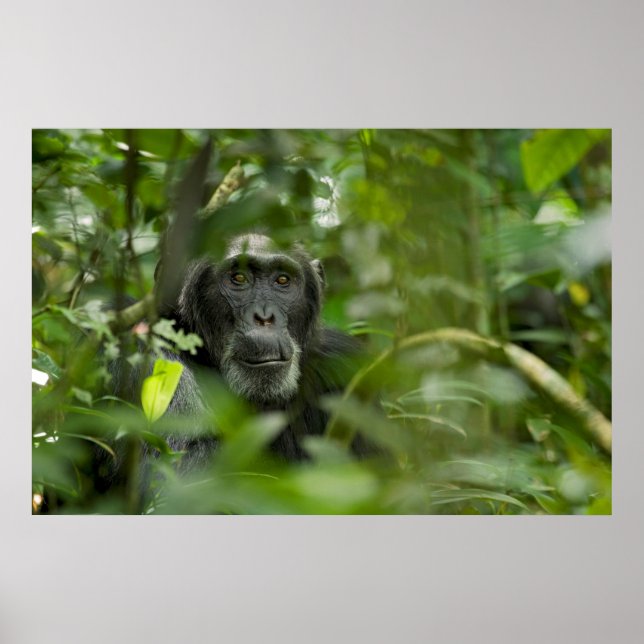 Poster Chimpanzee Hidden Amongst Vegetation (Frente)