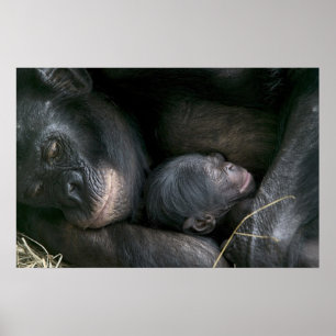 PÔSTER CHIMPANZEE MOTHER AND CHILD