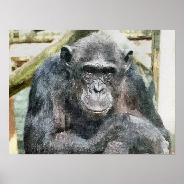 PÔSTER CHIMPANZÉS (Frente)