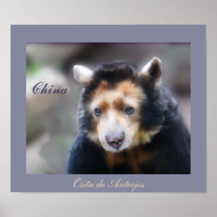 Pôster China-Osita de Anteojos