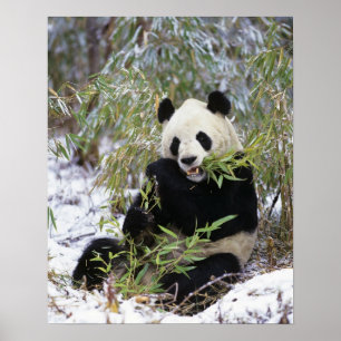 Poster China, província de Sichuan. Panda-gigante se alim