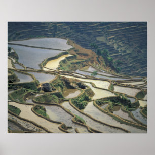 Pôster China, Província de Yunnan. Terraços de arroz inun