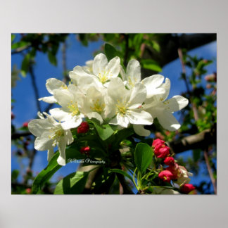 Pôster ChinaBerry Beauty